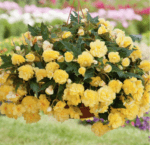 begonija belina yellow