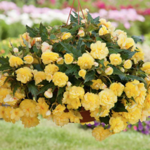 Begonije Belina®  (viseče, odporne, več barv)