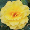 Yellow Colours