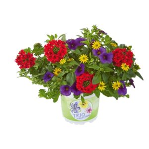 Trio Checkies® Andorra (milijon zvončki, verbena, sanvitalija)