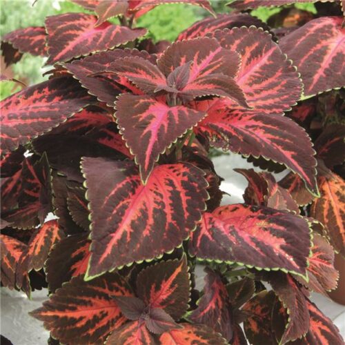 coleus king henry