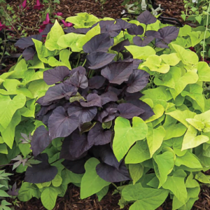 Okrasni sladki krompir Papas® (več barv)