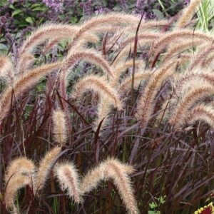 Okrasna trava Rubrum (Pennisetum x advena)