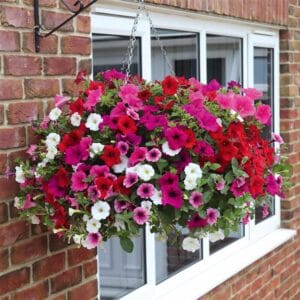 Petunije Patia® (atraktivni cvetovi, polviseče, kompaktne)