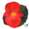 Red with Bronze Leaf