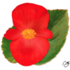 Red with Green Leaf