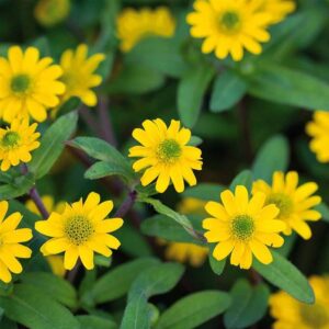 Sanvitalija Solaris (previsna)