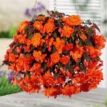 viseca begonija belina orange