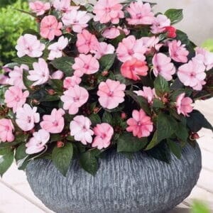 Vodenke SunPatiens® (več barv, odporne, enostavne za nego)