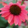 Classic Deep Rose