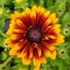 Bronze bicolor
