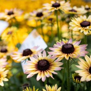 Rudbekija