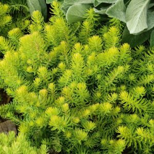 Sedum Winter Lemon