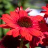 Classic Scarlet on Black