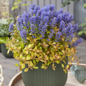 Ajuga Feathered Friends® Fancy Finch