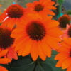 Classic Orange