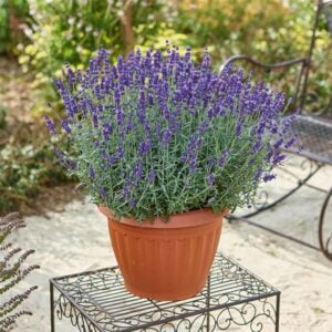 Prava sivka (Lavandula angustifolia) Vienco® Purple (XXL - velik lonec)