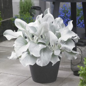 Senecio Angel Wings (srebrna krila)