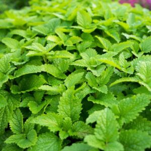 Citronska melisa Relax (Melissa officinalis)