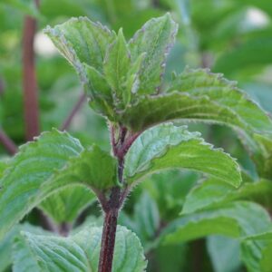 Poprova meta Multimentha (Mentha x piperita)