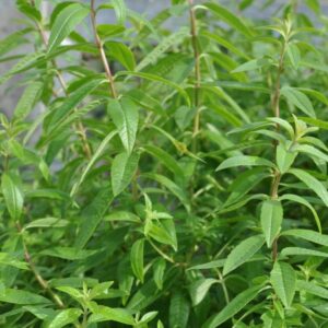 Citronska verbena Freshman (Citronka)