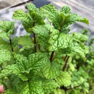 Orientalska meta Tashkent (Mentha spicata)