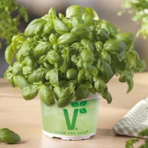 Bazilika Genovese Baristo (zelena, klasična)