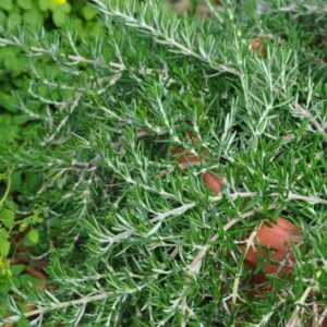 Viseči rožmarin Riviera (za obešanke in korita)