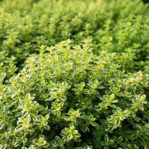 Zlati timijan Mystic Lemon (citronska aroma)