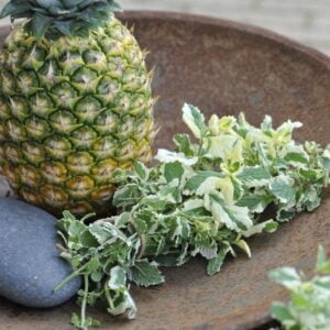 Ananasova meta Pinedo® (Mentha suaveolens)