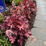Heuchera-Ruby-Tuesday-8-1