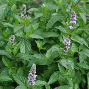 Švicarska meta (Mentha x piperita)