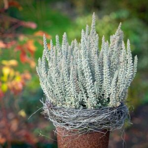 Resa Fluffy® (srebrna, zelo obstojna, dobro prezimna)