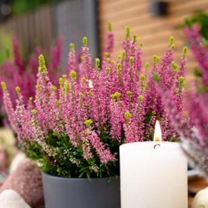 Resa Garden Girls® Classic (jesenska, več barv)