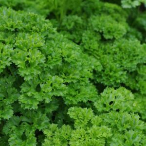 Kodrasti peteršilj Grandeur® (zelo aromatičen)