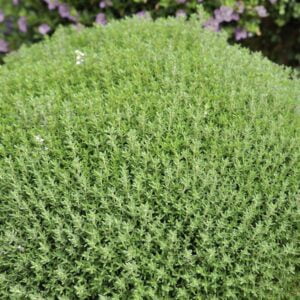 Kroglasti timijan Fredo® (atraktivna okrogla rast)