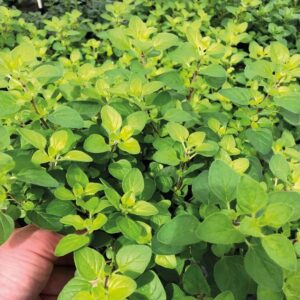 Okrogli origano Vitara®