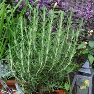 Gurmanski rožmarin Abraxas (Rosmarinus officinalis)