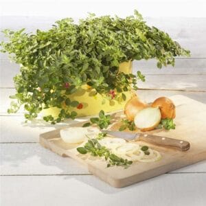 Viseči origano Diabolo