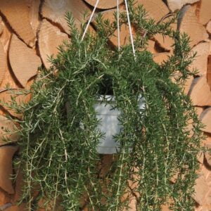 Viseči rožmarin Riviera XXL (obešanka)
