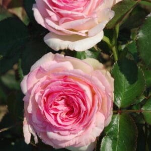 Vrtnica Eden Rose (vzpenjalka, veliki dišeči cvetovi)