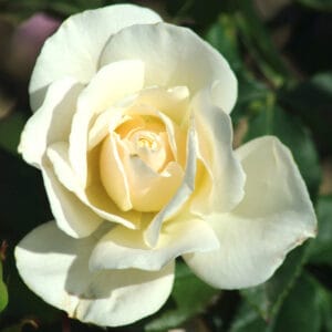 Vrtnica Edelweiss (bela grmasta ali stebelna, odporna)