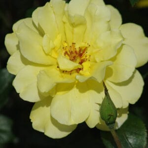 Vrtnica Lichtkönigin Lucia (velik rožni grm, odporna)