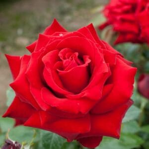 Vrtnica Ingrid Bergman (čajevka, polni cvetovi)