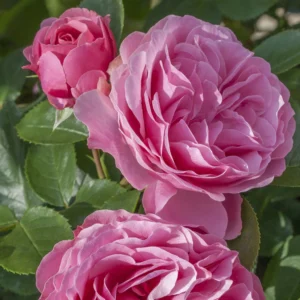 Vrtnica Leonardo da Vinci (mnogocvetna, odporna)