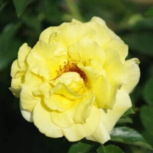 Vrtnica Royal Gold (vzpenjalka, dišeča, odporna)