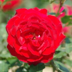 Vrtnica Santana (vzpenjalka, veliki cvetovi, odporna)