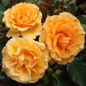 Vrtnica Amber Queen (mnogocvetna, zelo dišeča)