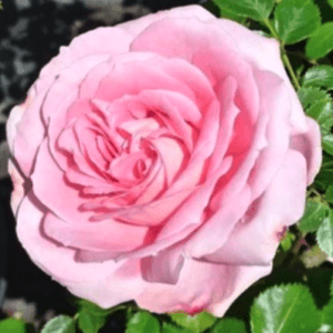 Vrtnica Prešeren (grmasta, odporna slovenska sorta)