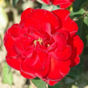 Vrtnica Satchmo (mnogocvetna)